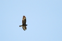 03772 Buteo buteo (Poiana)